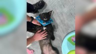Virginia Firefighters Rush To Save Curious Pup Trapped In Child’s Toy And Melt Hearts In the Process