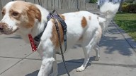 Pleno del Congreso aprueba reconocimiento del perro pastor Chiribaya como patrimonio cultural de la Nación
