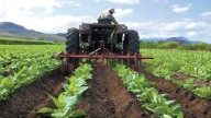 Maduro: Producción agrícola tiene un crecimiento estable anual del 4,5 al 5 %