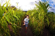 Get lost in a corn maze this September for fall family fun in Connecticut