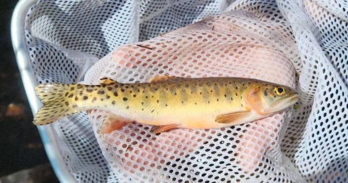 Unique native Colorado trout species rescued from path of Stoner Mesa Fire