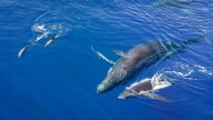 Whales and dolphins regularly hang out with each other