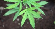 First cannabis dispensary opens in Solon