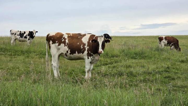 Livestock producers glowing about increased access to provincial low