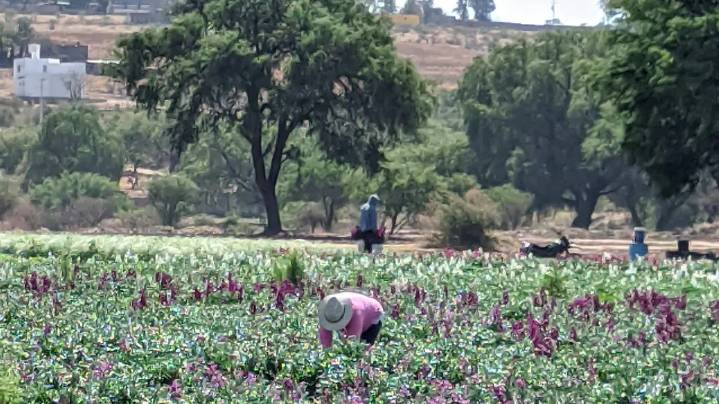 Tecnificación agrícola: Menos agua, más producción y un campo más sustentable en Guanajuato