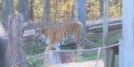 Crown Ridge Tiger Sanctuary set to close