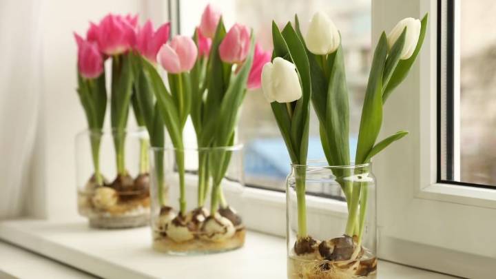 La planta que podés plantar en septiembre para tener flores en primavera