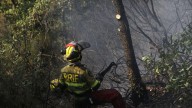 Los expertos recomiendan no reforestar la superficie quemada: "La naturaleza se abrirá paso"