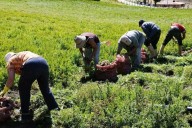 Maduro informa sobre un aumento anual constante del 5% en el sector agrícola