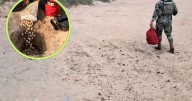 ¿Dónde se roban más los huevos de tortuga? Así fue el operativo de Profepa contra saqueadores