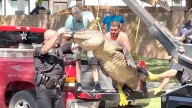 Los cocodrilos más grandes que han encontrado en las calles de Texas; son más rápidos que un hombre