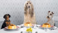Sophia Money-Coutts: Can my dog sit with me at the table when I’m eating out?
