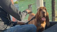 Perro 'Alex' regresa con ex alcalde de Castaños tras sustracción