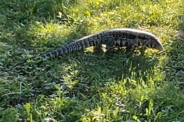 Maine Officials Warn 'Large Lizard' with 'Sharp Teeth' Is on the Loose