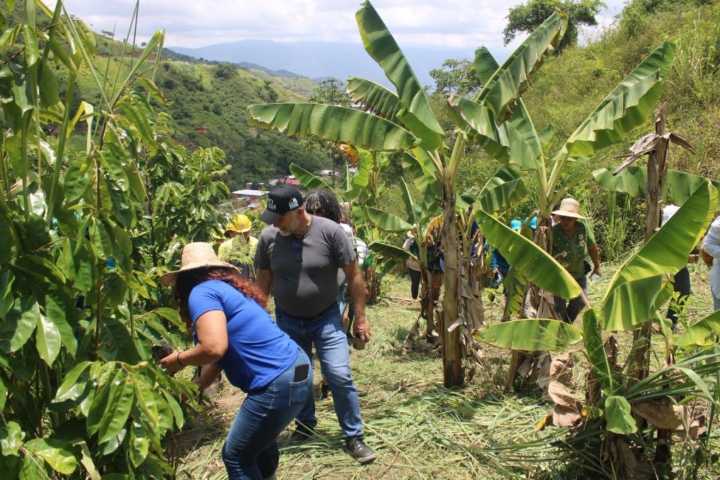 Reforestación nacional: En un solo día se plantaron 74 mil 660 árboles en áreas protegidas o degradadas