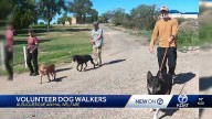Albuquerque Animal Welfare Seeks Dog Walking Volunteers
