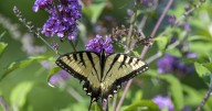 Nature’s pollinators delight at Urquhart Butterfly Garden