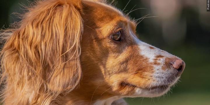 12 dogs rescued from home in Muscatine