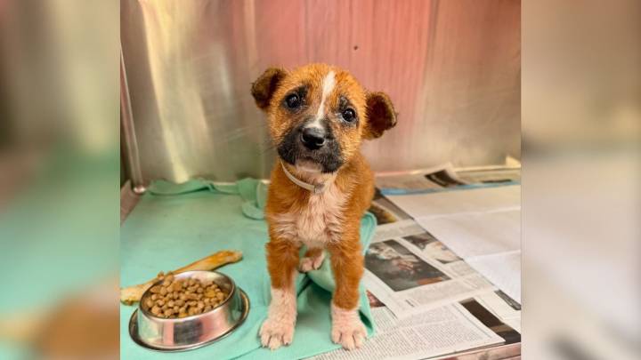 Texas Puppy Facing Euthanasia Longed For Her Mom Until Everything Changed