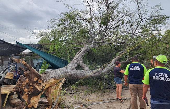 Fuertes vientos derriban árboles y dañan viviendas en la región norte de Coahuila