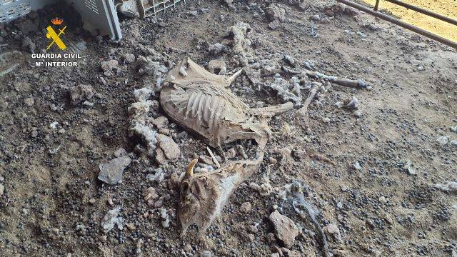 La Red de Animalistas de Izquierda Unida-Verdes de Murcia denuncia la impunidad en el maltrato animal tras la "granja de los horrores" de Mula
