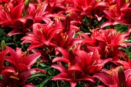 Eat up your daylilies: The underappreciated east Asian flower that's a marvel in the kitchen