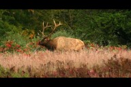 Michigan DNR tests trail cameras to estimate elk population