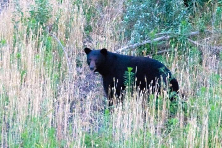 First early bear season opens Labor Day weekend