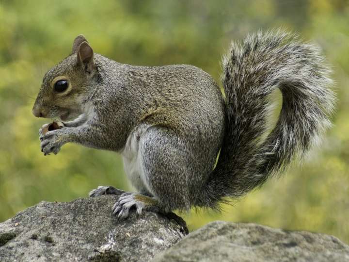 Georgia Squirrel Hunting Season Opens August 15