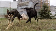 Lobos y perros 'radioactivos' de Chernóbil 'mutaron' y ahora son resistentes al cáncer