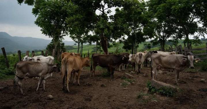 Sheinbaum anuncia plan de producción de carne ante cierre por gusano barrenador