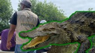 Turistas son atacados por cocodrilo en Oaxaca; reptil “Lucho” bajo investigación