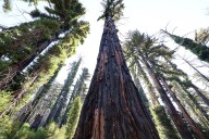 Photos | A look around Big Basin Redwoods State Park 5 years after CZU Lightning Complex fires