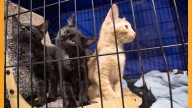 Miles de gatos desafían el manejo en el condado de Canyon