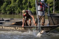 Arkansas using funds to help fight Asian carp incursion