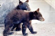 North Island Wildlife Recovery Centre to open bear pavilion