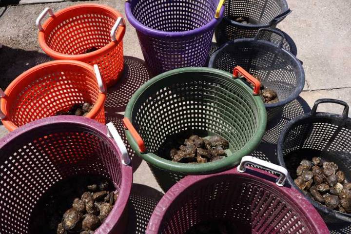 2 new deaths from flesh-eating bacteria reported eating Louisiana oysters