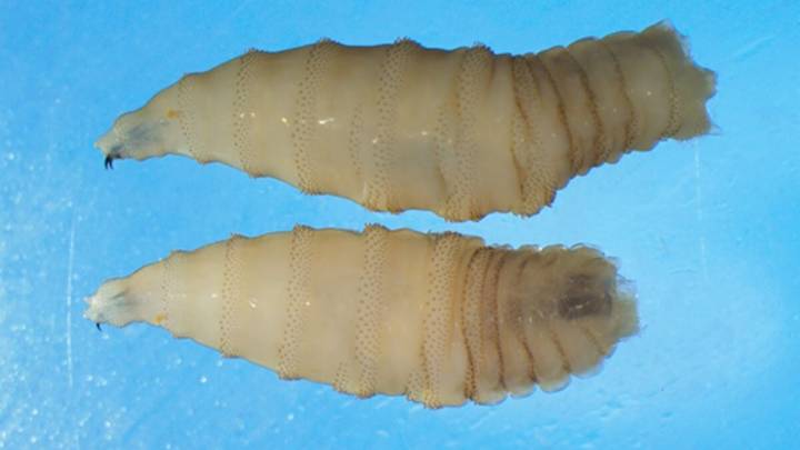 Detection of Flesh-Eating Screwworm Parasite in U.S. Traveler Raises Alarms