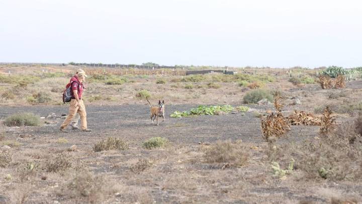 El Cabildo de Lanzarote refuerza las investigaciones sobre los casos de envenenamiento animal