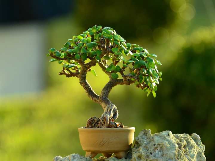 Si tenés un árbol de jade, necesitás conocer este truco con azúcar: cuáles son los beneficios y por qué hacerlo