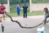 Encuentran una boa de casi tres metros de largo en un terreno en Tinum