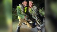 Florida man removes 87 Burmese pythons from Everglades, takes home $1,000 prize