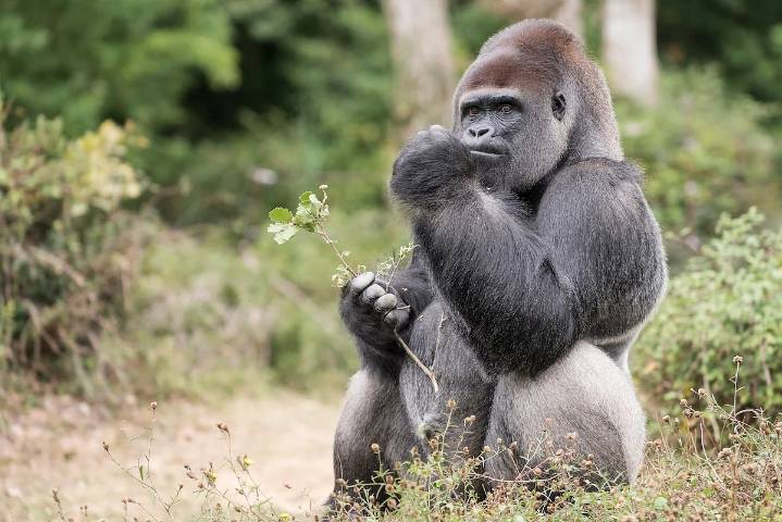 New Study Links Apes' Fermented Fruit Habit to Human Alcohol Metabolism