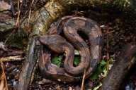Serpiente ‘nauyaca’ ataca a niña de 6 años en Felipe Carrillo Puerto; está grave
