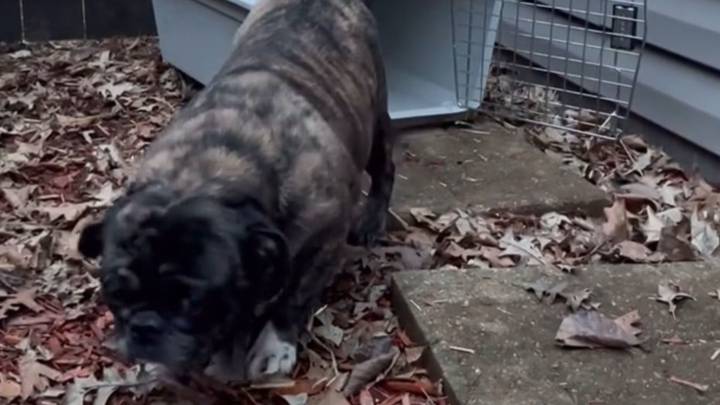 Sweet Iowa Pug Rescued From Breeder Finally Got The Life She Deserved