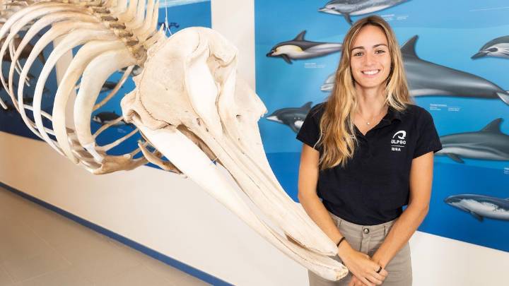 Un viaje al cerebro de las orcas para mejorar su conservación