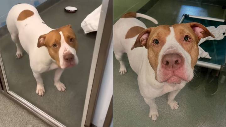 In Florida, A Loyal Dog Waited For Her Owner Until Her Joy Slowly Faded Away