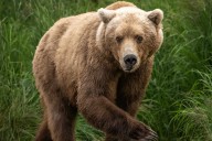 Hiker in Japan Found Dead After Being Dragged into Forest by Bear