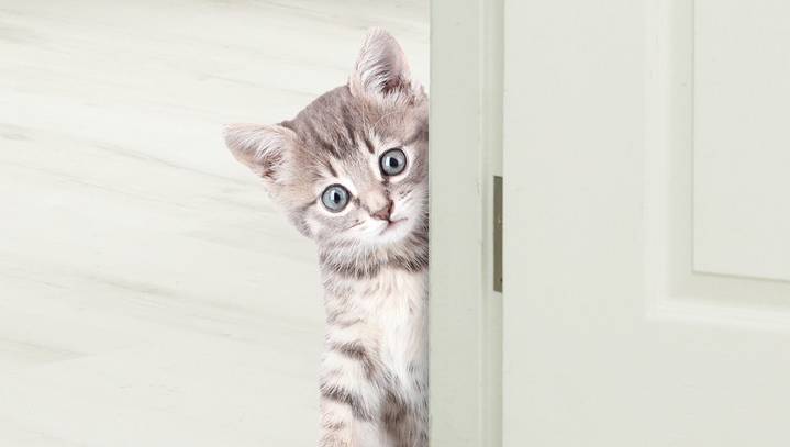 Is Your Cat Actually Satan? 9 Things To Look For