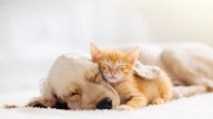 How to help pets cope when school starts again